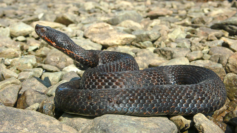 Vipera aspis atra melanotica della Val d''Aosta